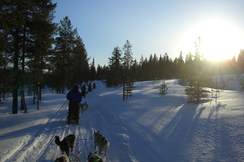 Huskies in Lapland